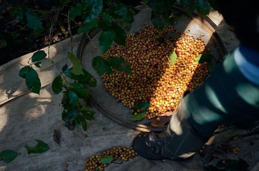 Methods and Seasons of Green Coffee Harvesting