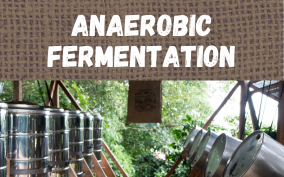 What is Anaerobic Fermentation?